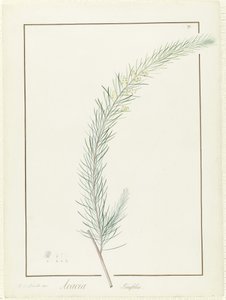 Acacia Linifolia, 1813 door Pierre Joseph Redouté